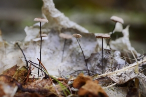 Paardenhaartaailing (Gymnopus androsaceus) 10-2025 2279